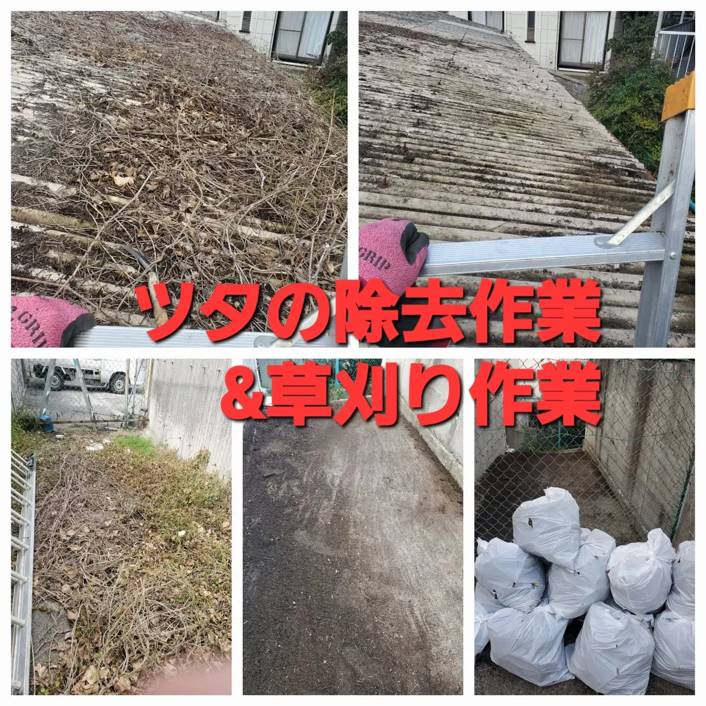 河内長野市にて、🌿『ツタの除去 & 草引き作業』 🌿