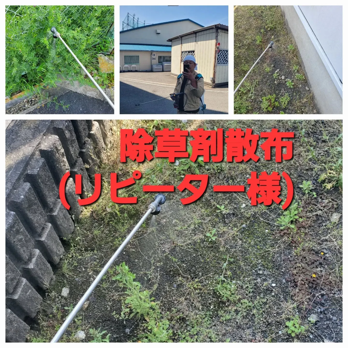 大阪府堺市西区にて、【リピーター様より除草剤散布作業】の依頼...